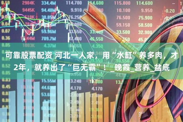 可靠股票配资 河北一人家，用“水缸”养多肉，才2年，就养出了“巨无霸”！_晚霞_营养_盆底